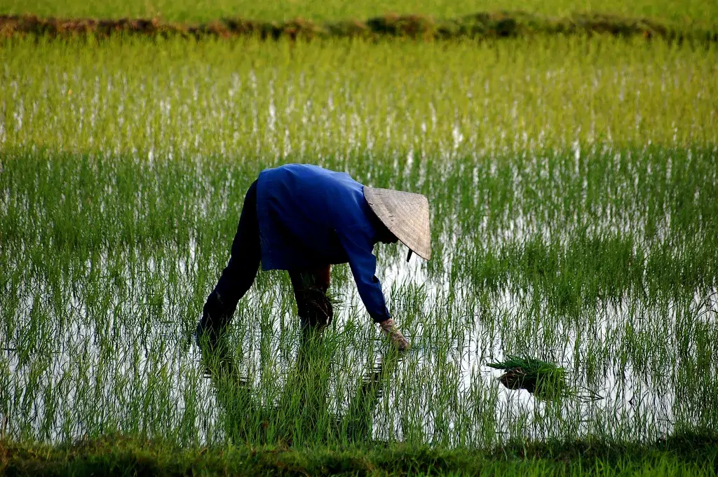 rice-farmer-field-inspection