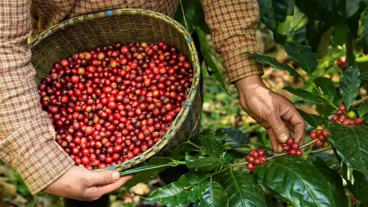 Coffee & Rice Farming
