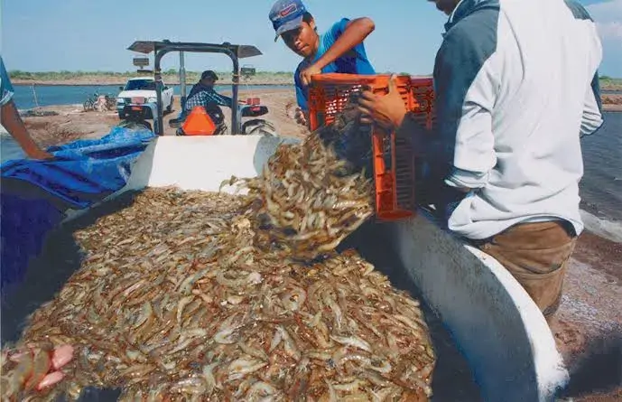 Shrimp & Seafood Supply Chain